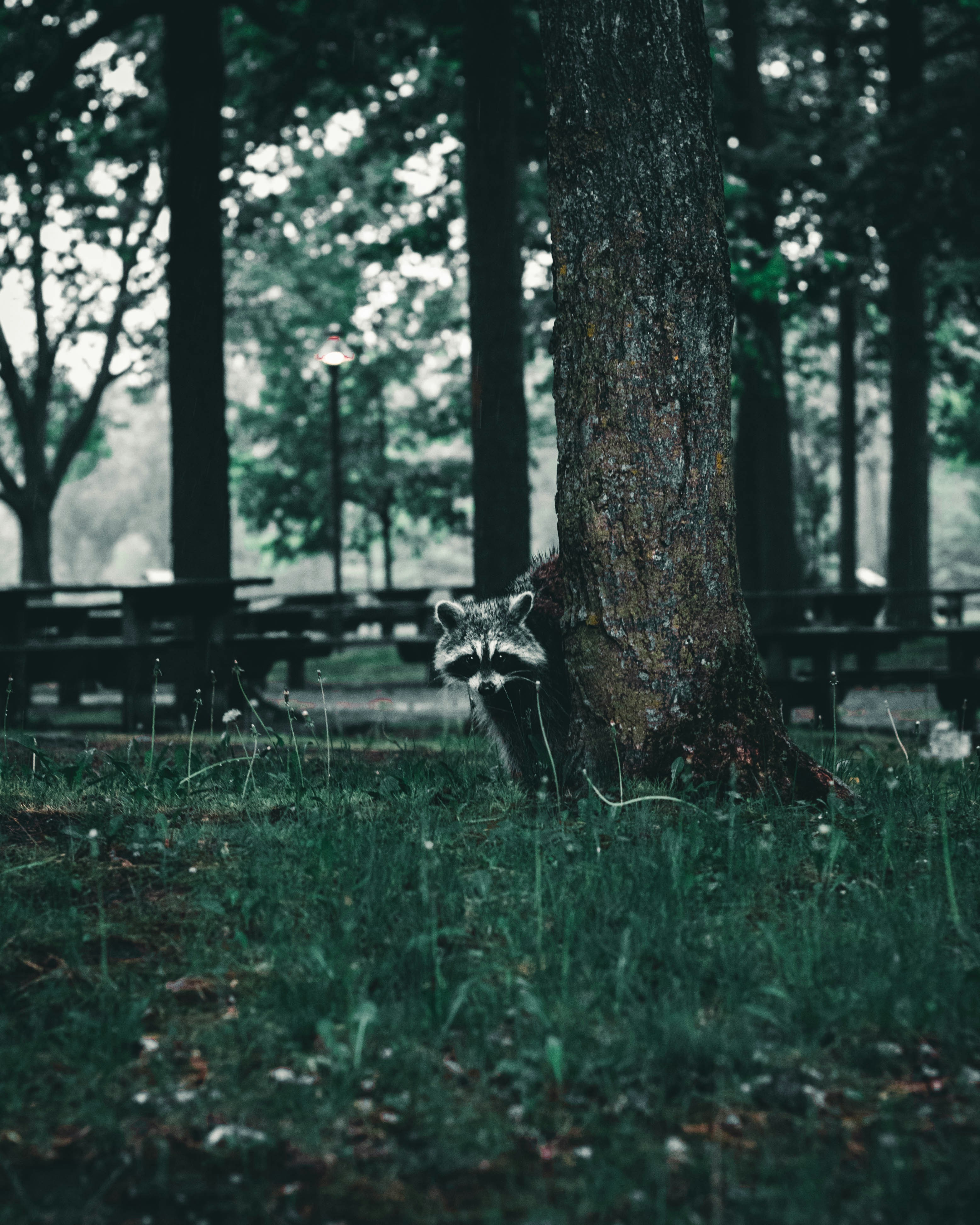 black and white cat on green grass field