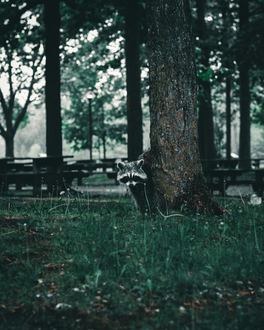 black and white cat on green grass field