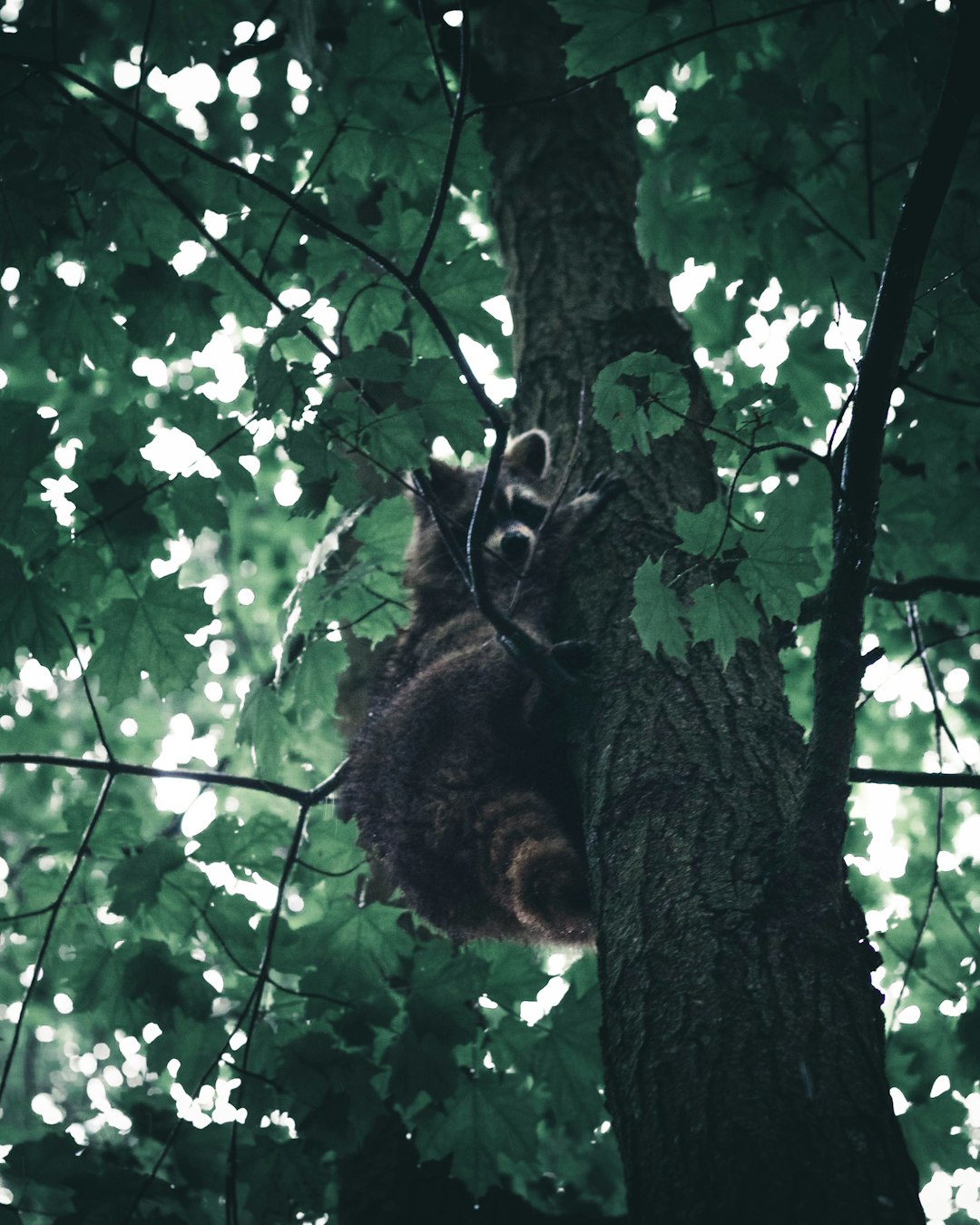 brown squirrel on tree branch during daytime