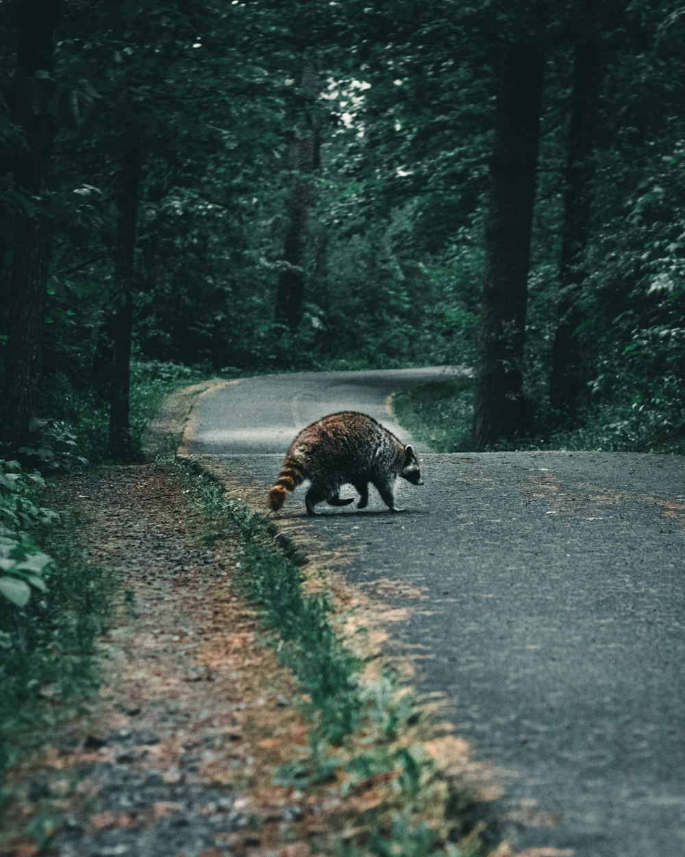 brown and white bear walking on the road