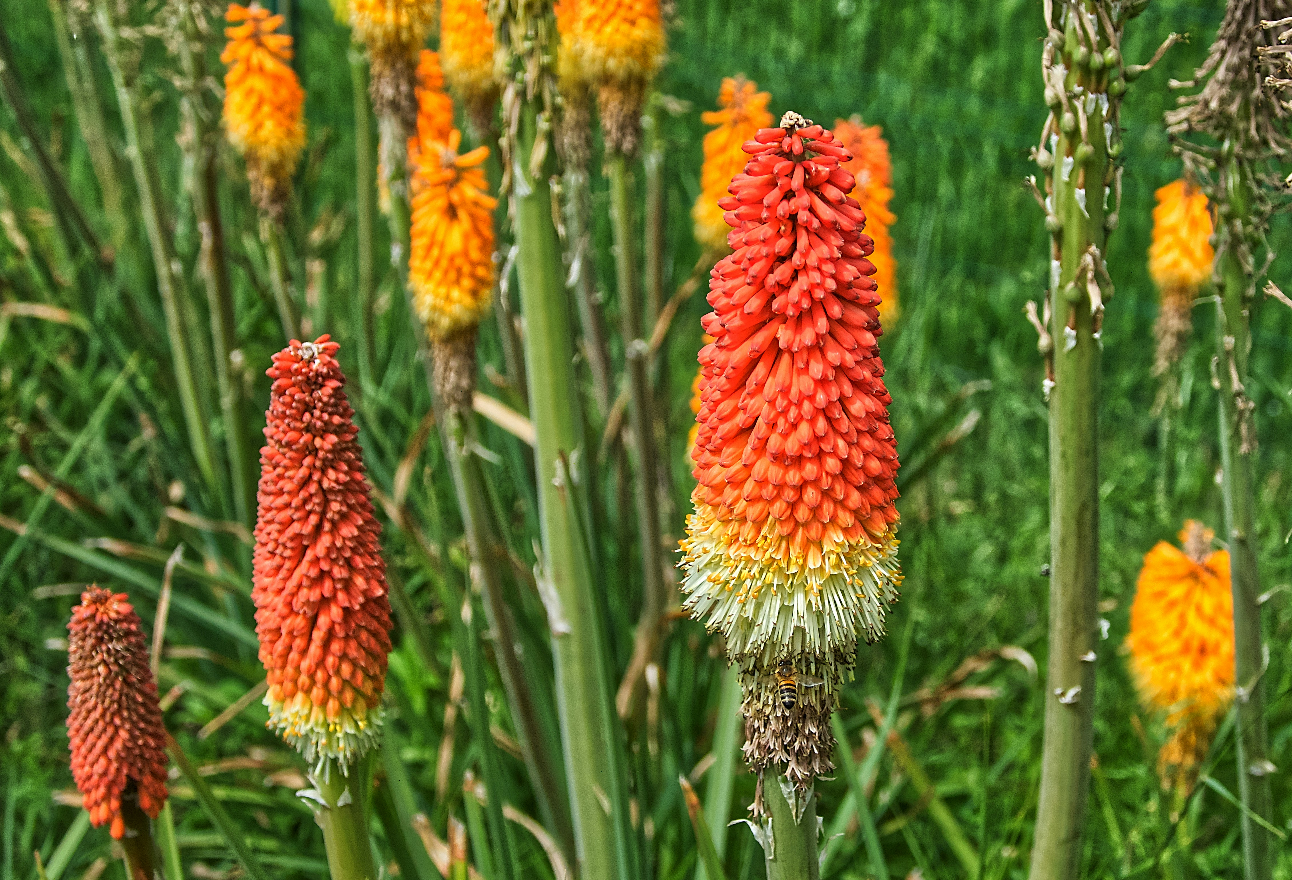 Kniphofia est un genre de plantes à fleur. Il appartient à la famille des Liliaceae selon la classification classique, ou à celle des Asphodelaceae (optionnellement celle des Xanthorrhoeaceae) selon la classification phylogénétique.