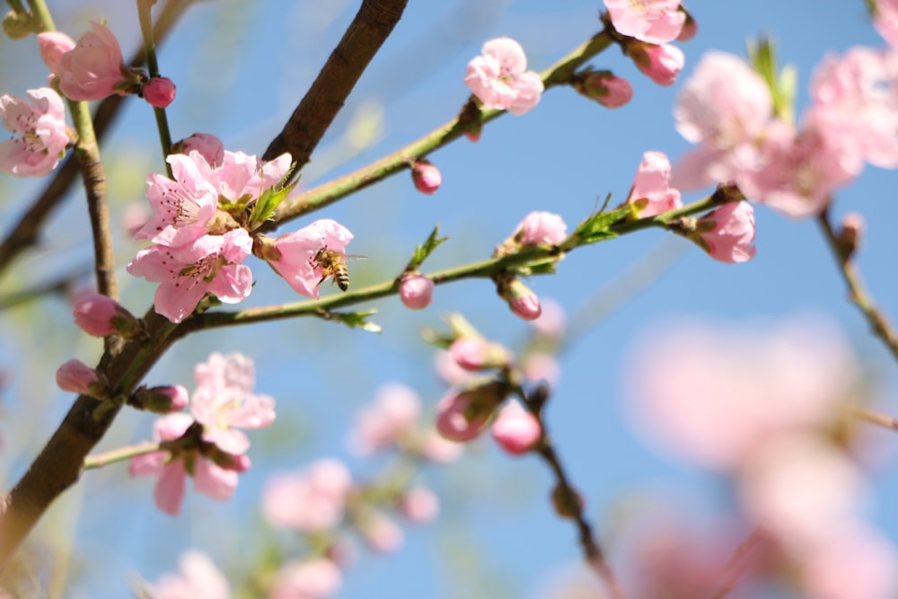 pink cherry blossom in close up photography