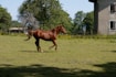 brown horse on green grass field during daytime