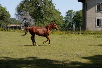 brown horse on green grass field during daytime