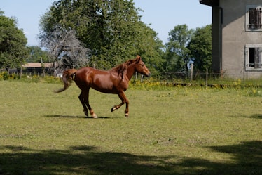 brown horse on green grass field during daytime