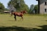brown horse on green grass field during daytime