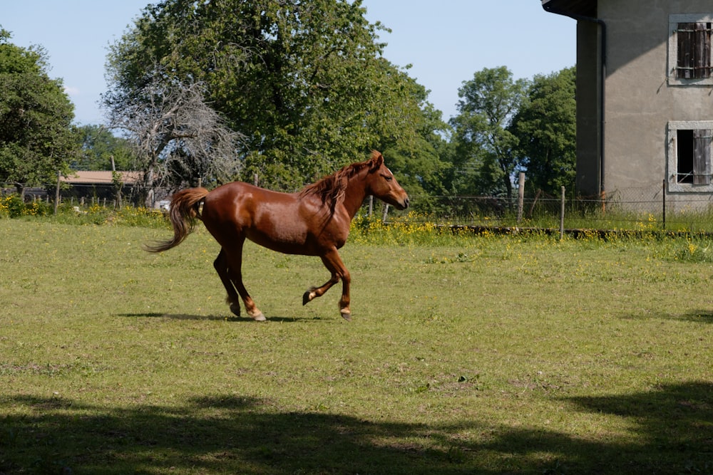 brown horse on green grass field during daytime