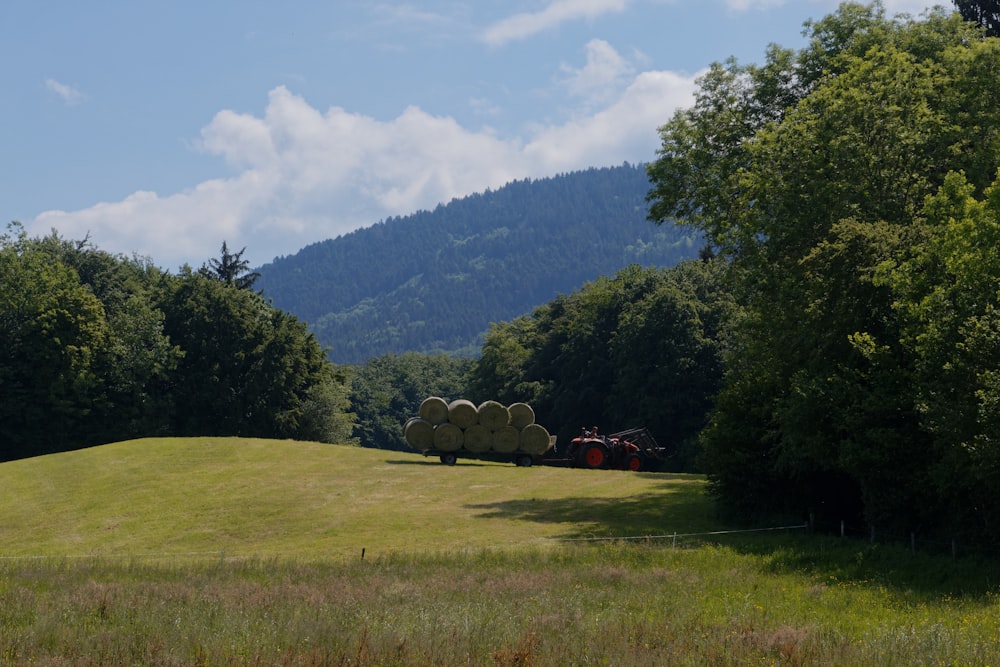 green trees on green grass field during daytime