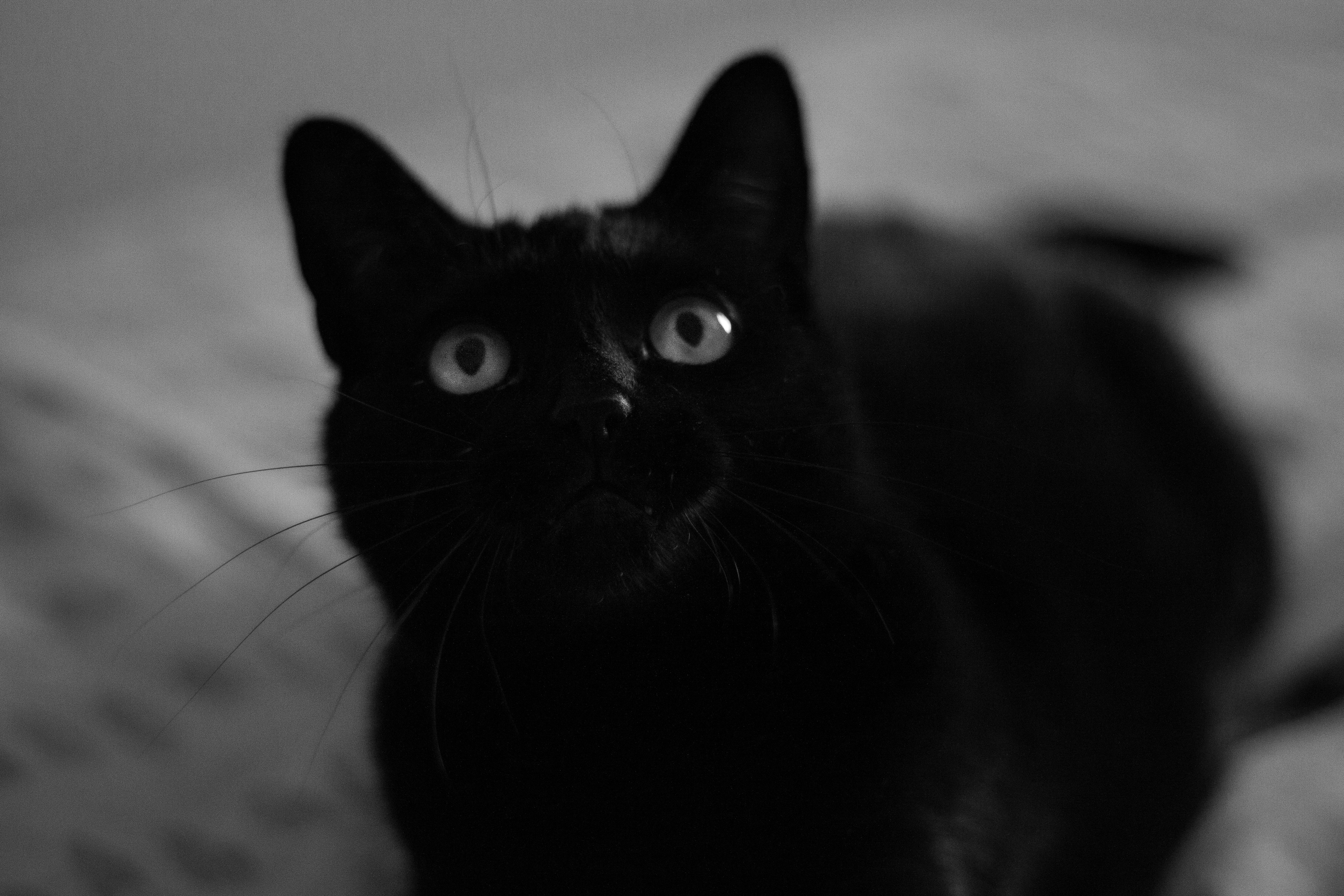 black cat in grayscale photography