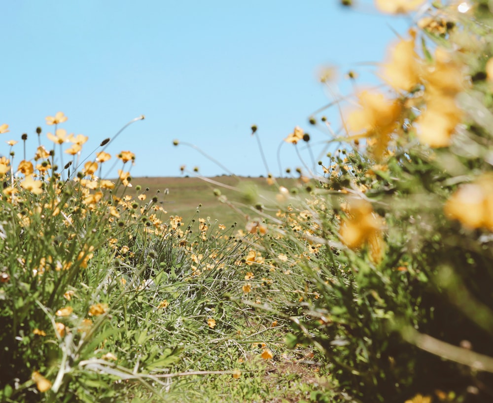 yellow flowers under blue sky during daytime