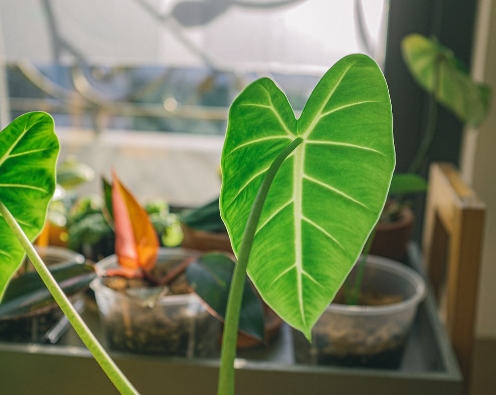 green leaf plant in pot