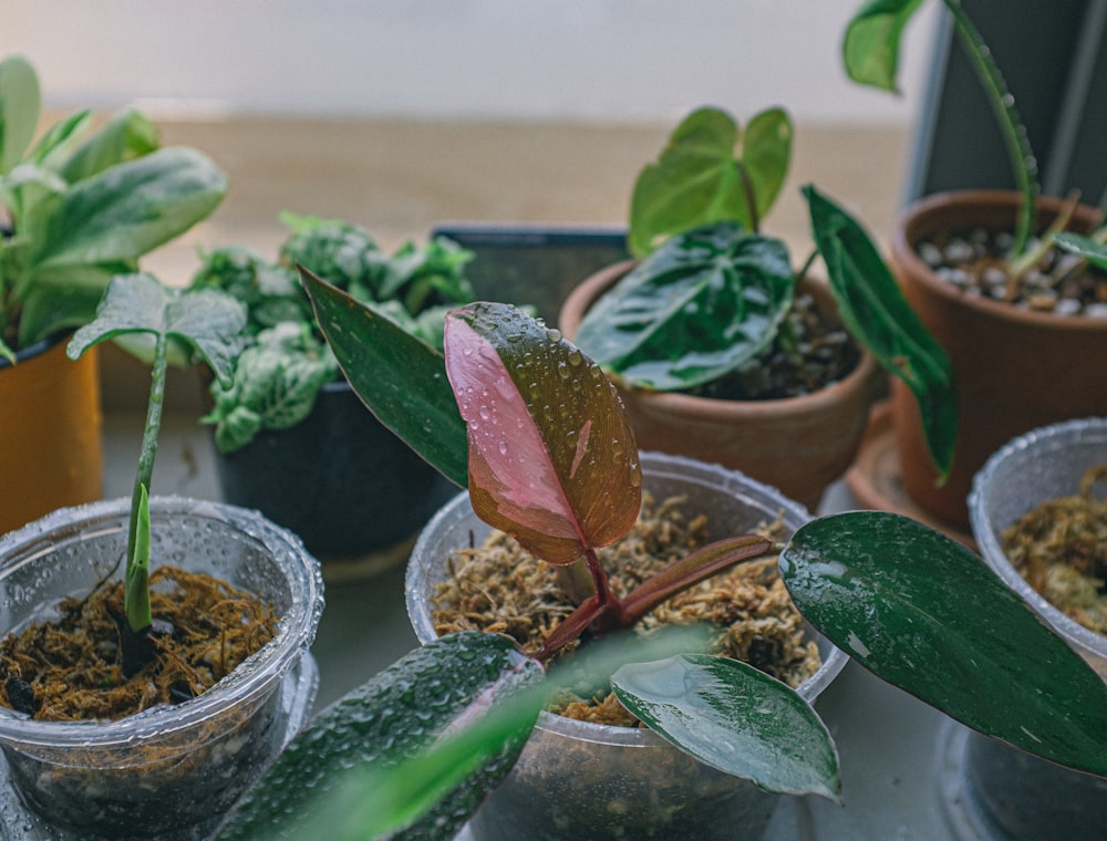 green plant on white ceramic pot