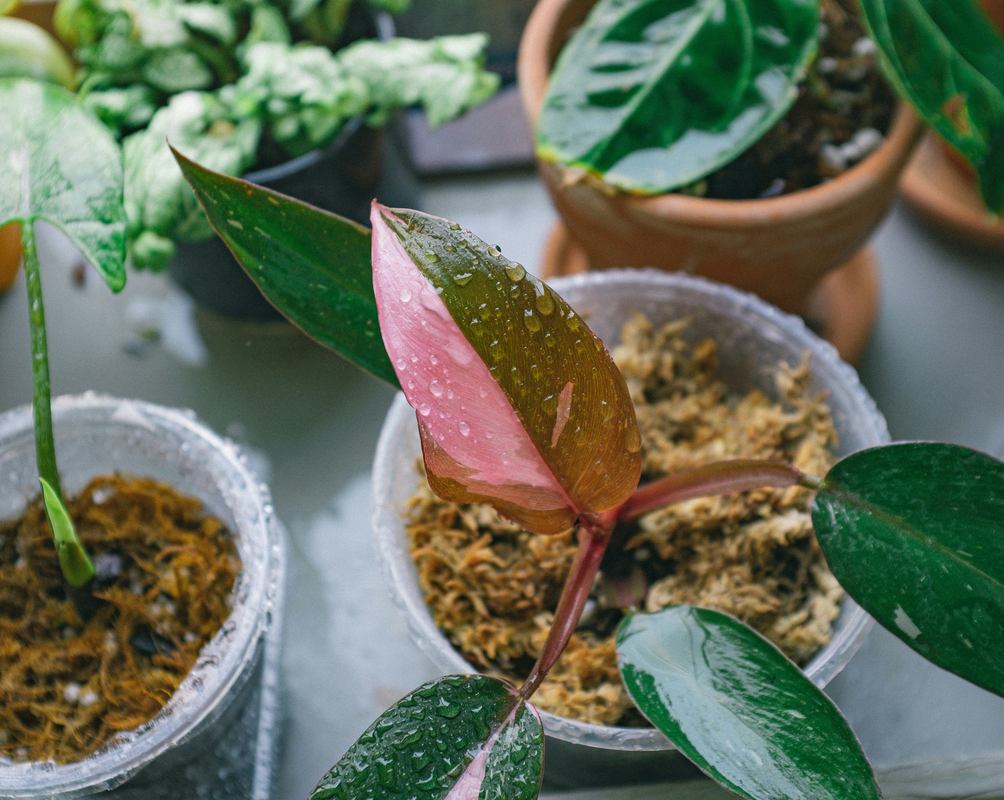 필로덴드론 핑크 프린세스 - pink and green plant on white plastic pot