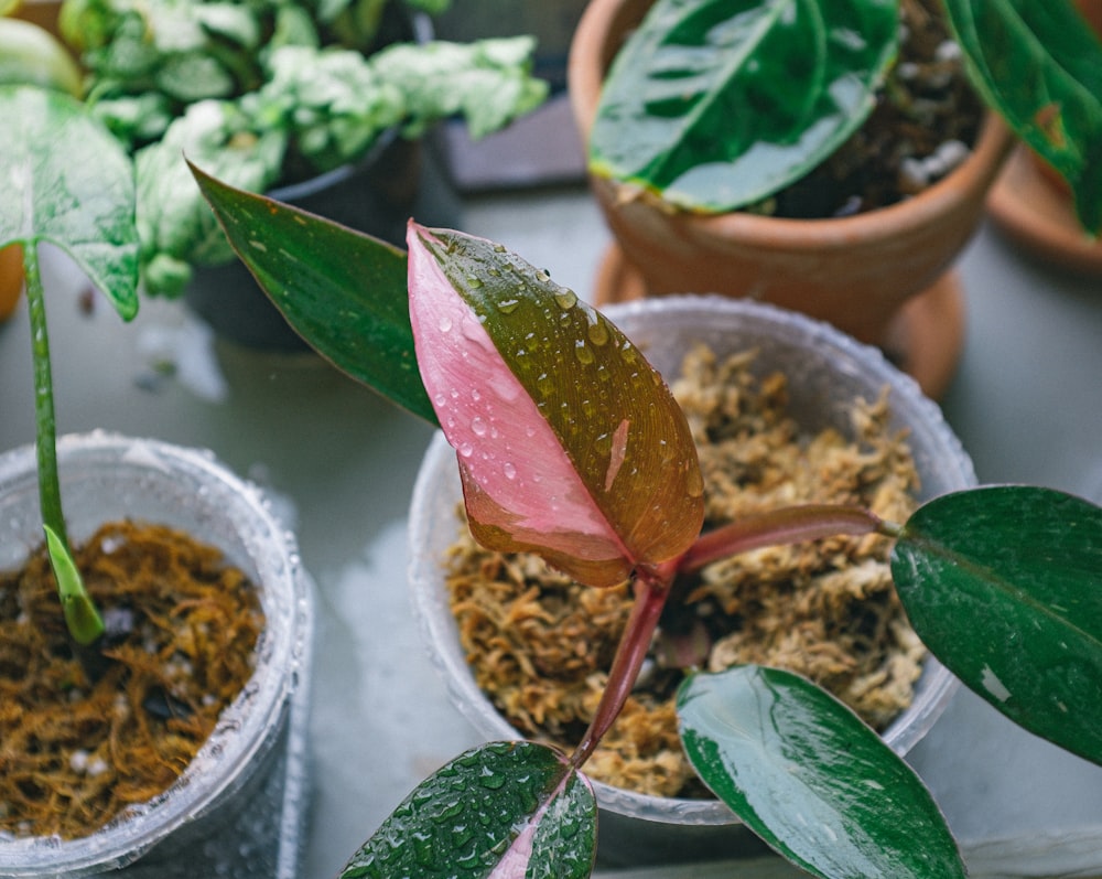 pink and green plant on white plastic pot