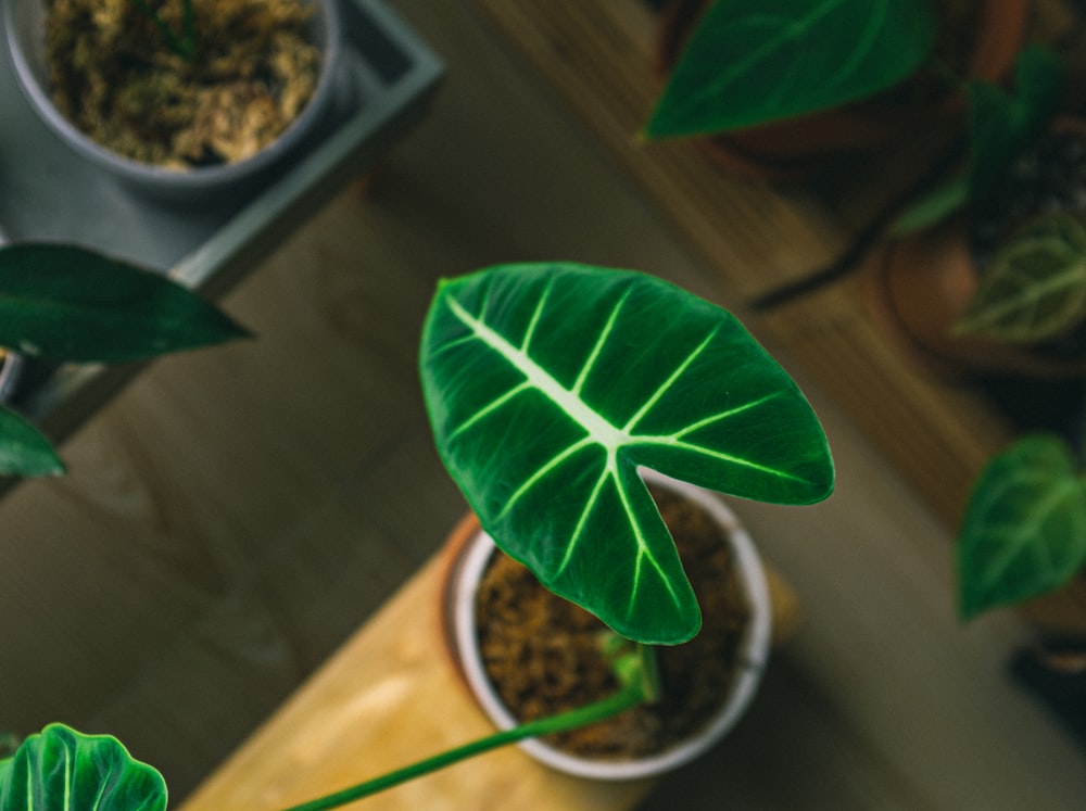 green plant on white ceramic pot