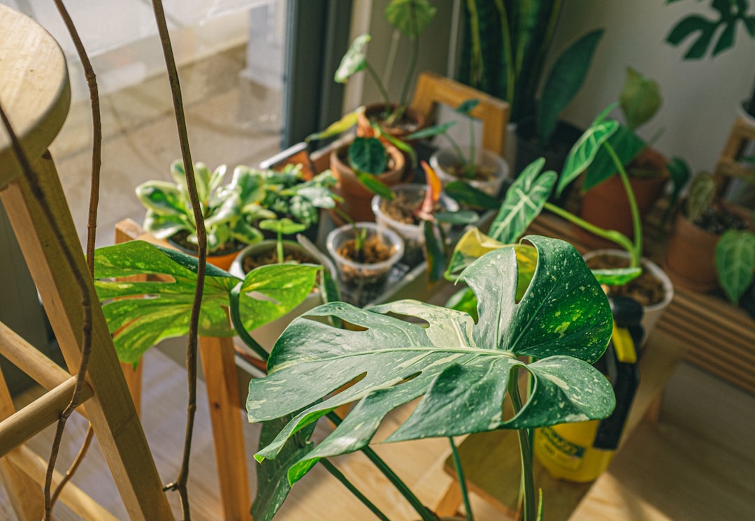 green plant on brown wooden table