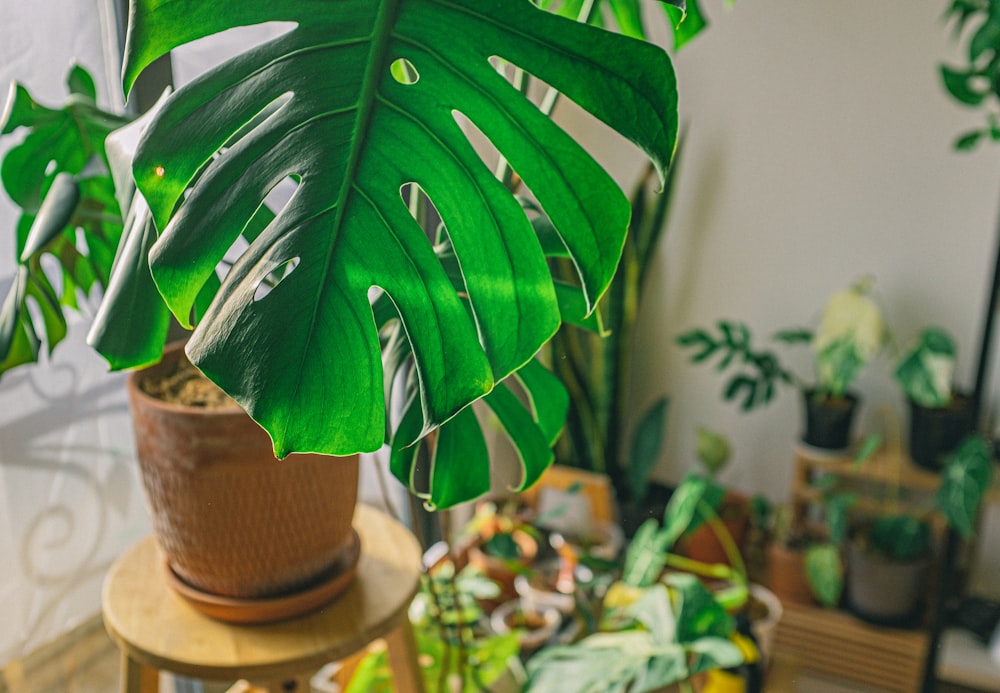 green leaf plant on brown clay pot