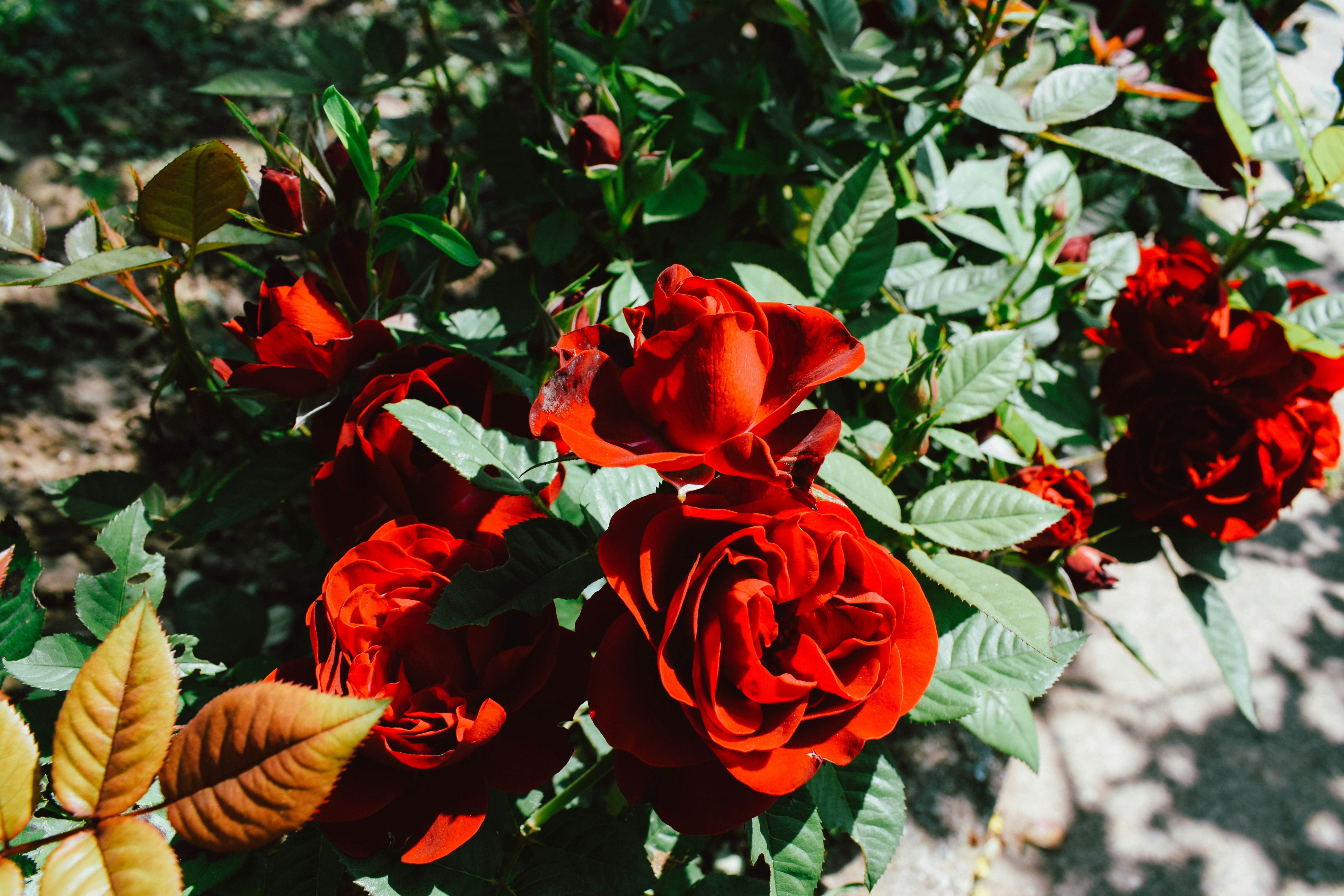 red roses in bloom during daytime