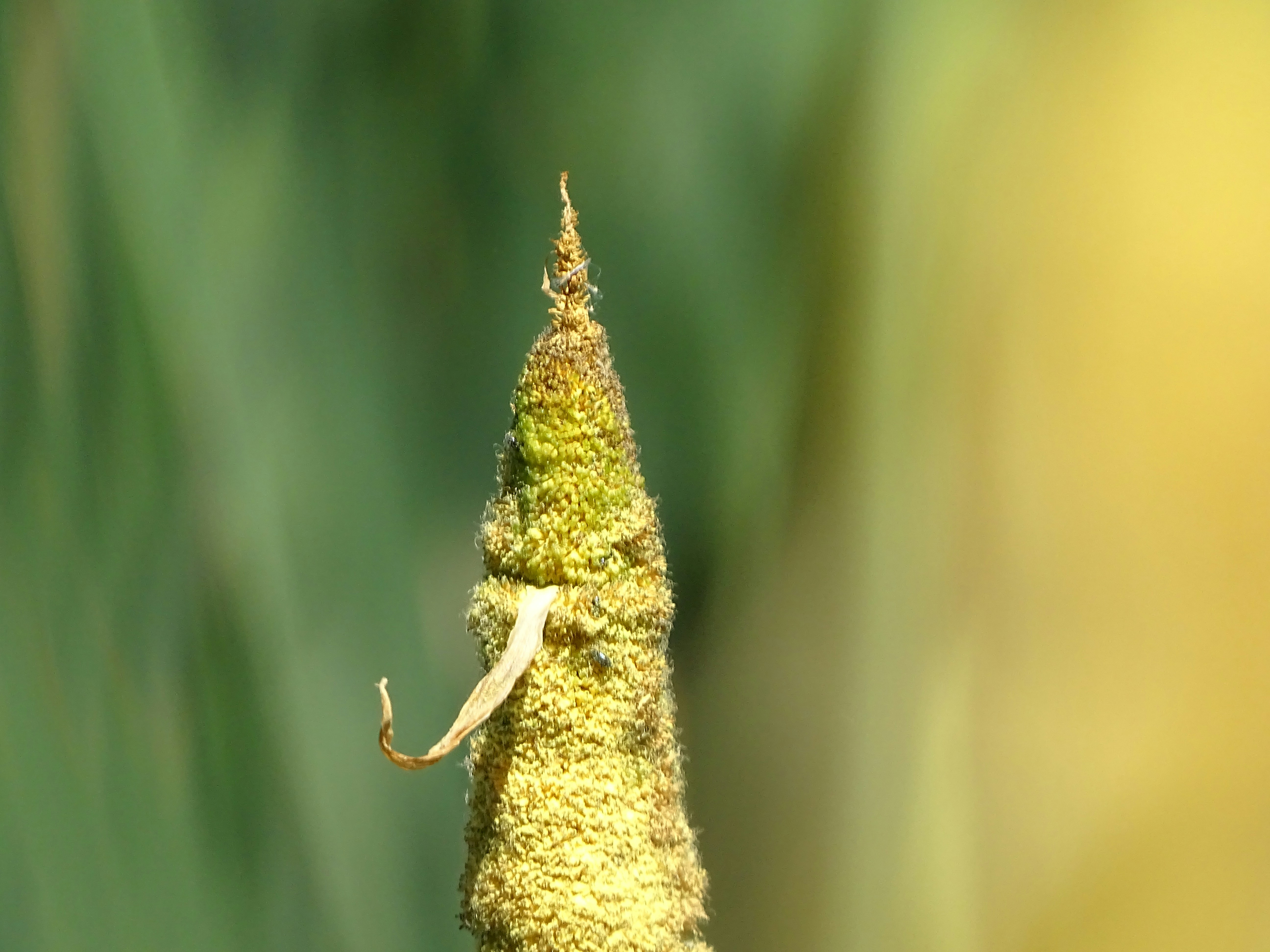 Ideal Weather and Season Guide for Visiting Roseau