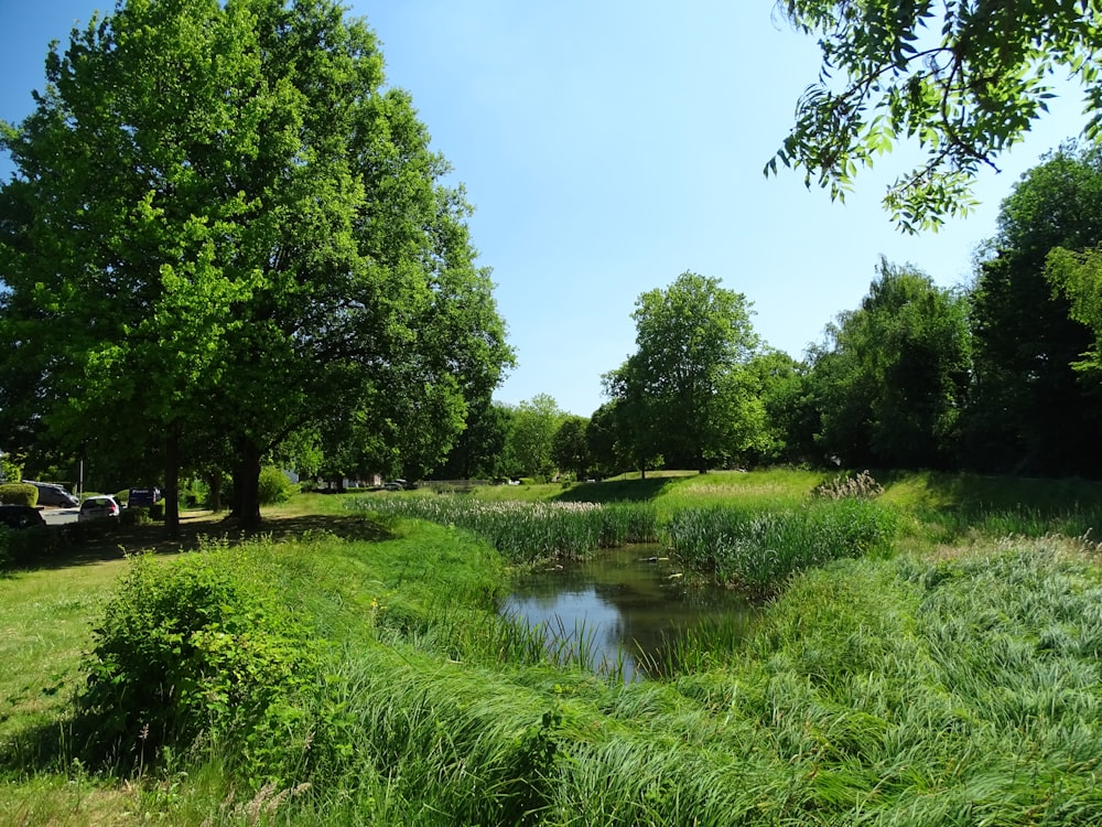 Grünes Grasfeld und grüne Bäume am Fluss unter blauem Himmel während des Tages