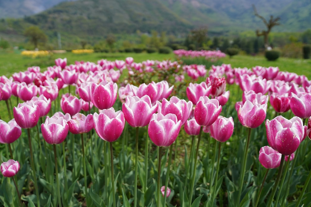 pink tulips in bloom during daytime