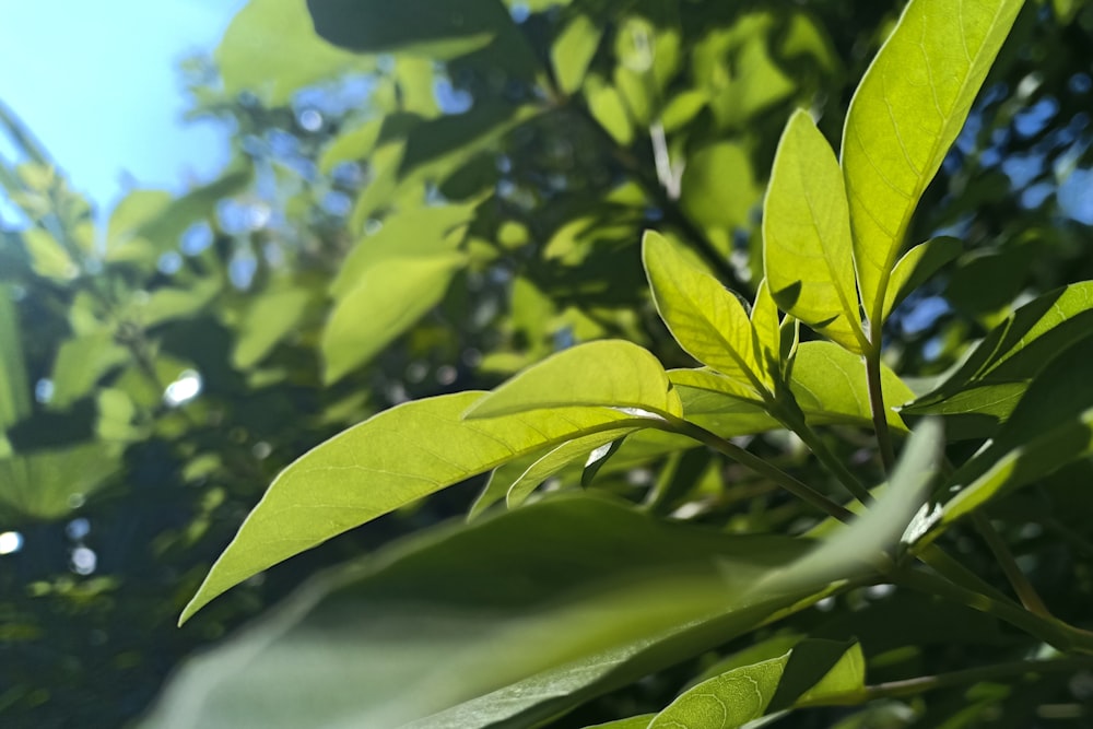 green leaves in tilt shift lens