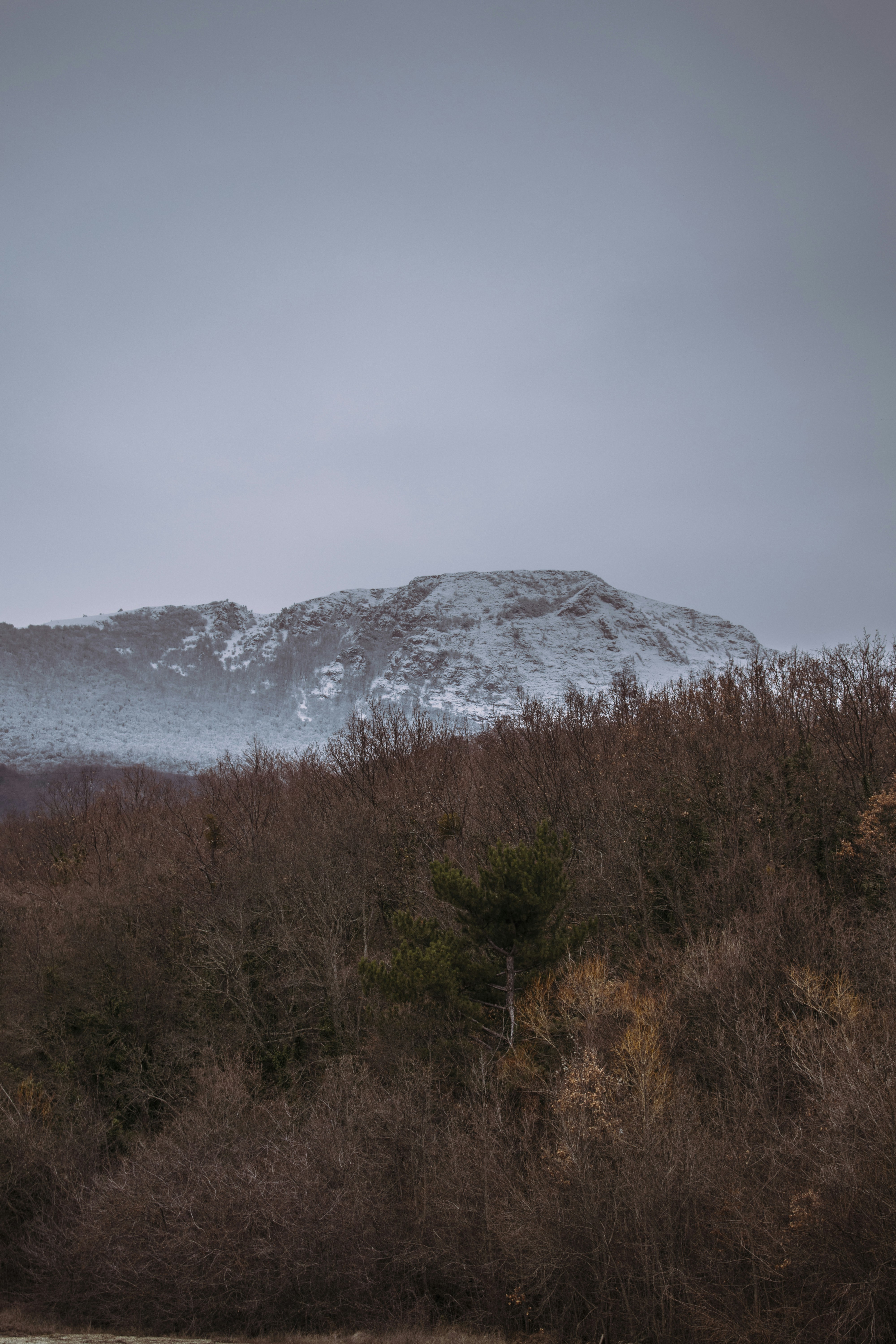 green trees near snow covered mountain during daytime