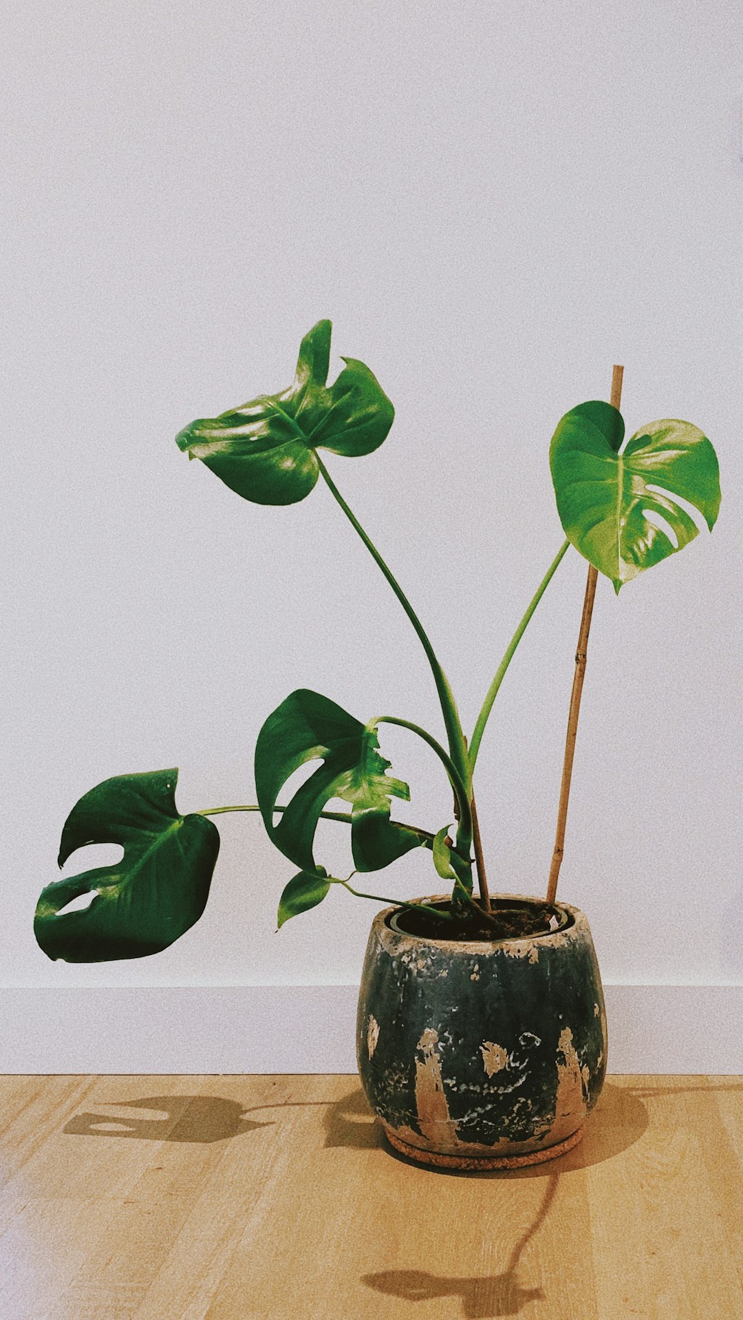 green plant on brown ceramic vase