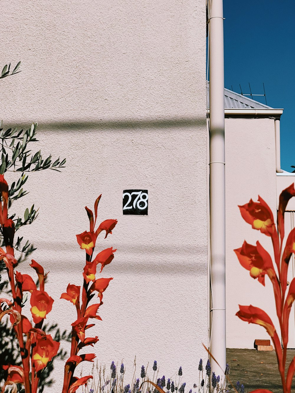 red and green leaves on gray concrete wall