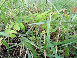 A dense cluster of wild plants and grasses with varying shades of green leaves and thin, dry brown stems interspersed. The plants have small, serrated leaves and are surrounded by taller grass blades.