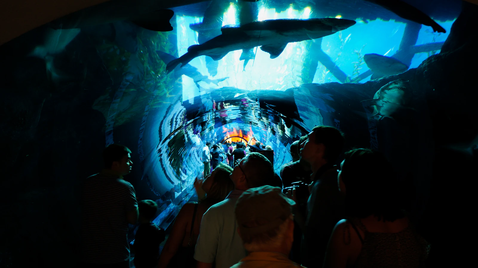 Visitors watching marine life at Dubai Aquarium & Underwater Zoo