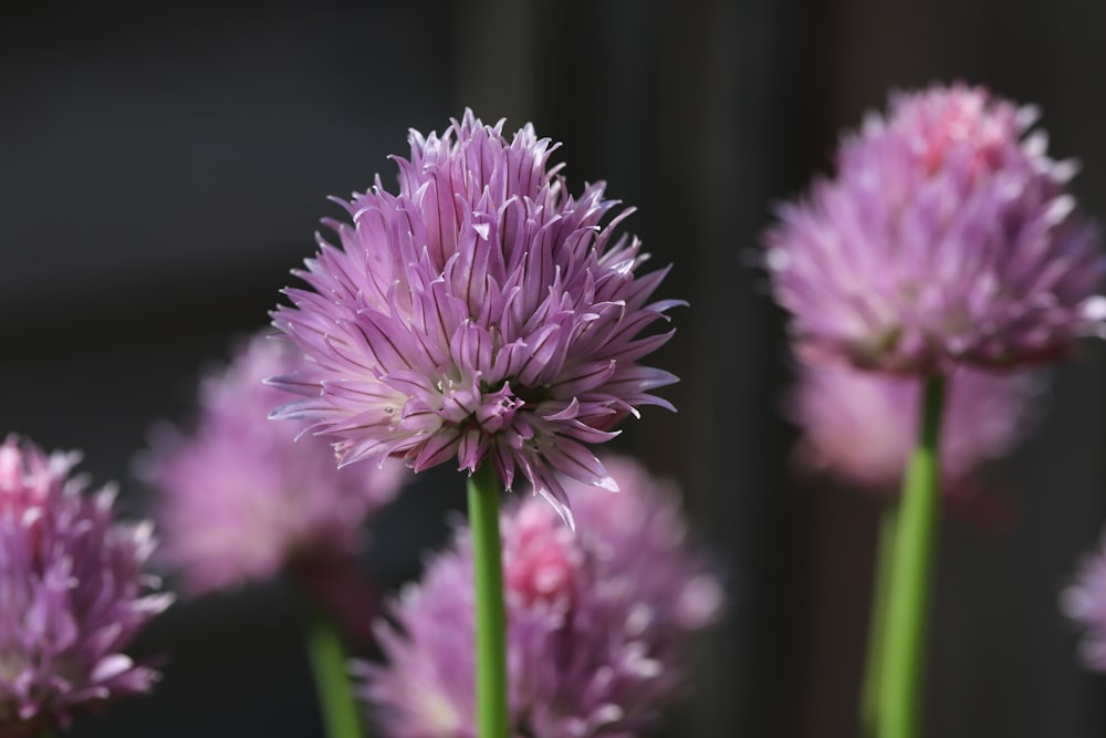 fleur violette dans une lentille à bascule