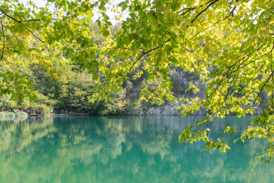 green trees beside body of water during daytime in Plitvice Croatia