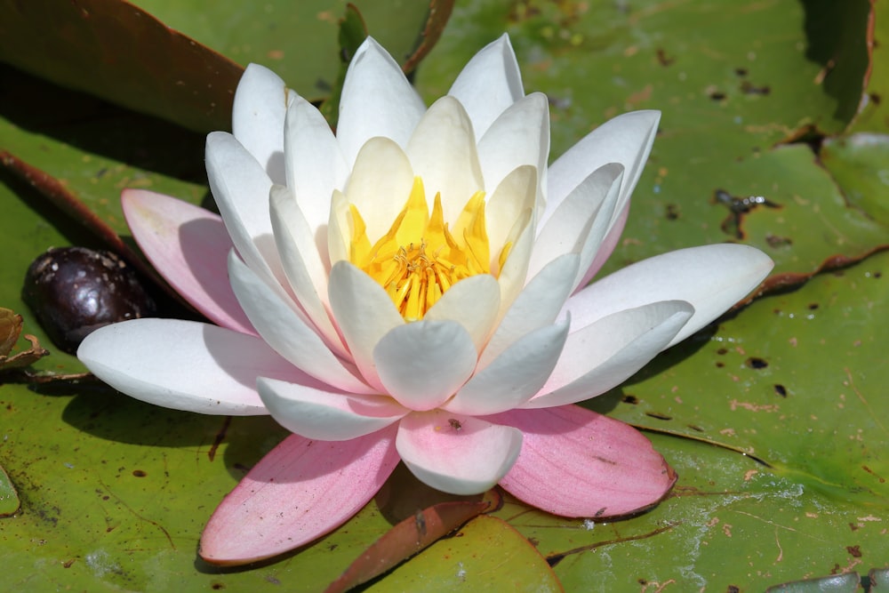 white and purple lotus flower