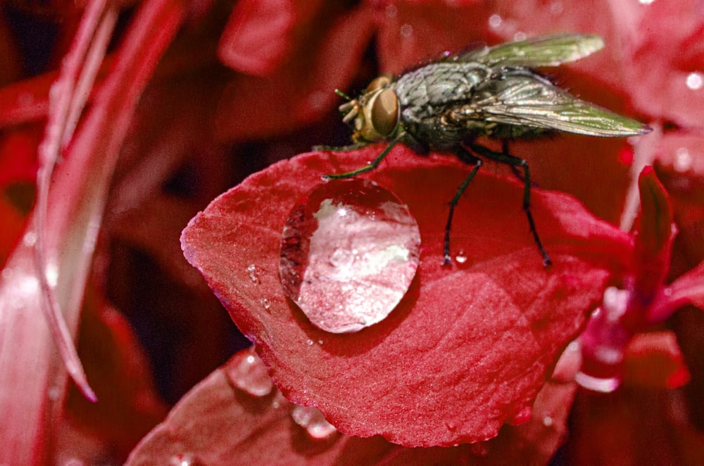 black fly perched on red flower in close up photography during daytime