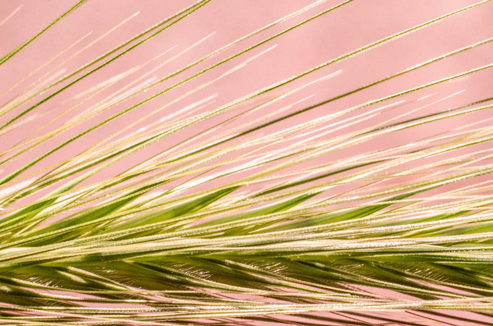 green wheat field during daytime