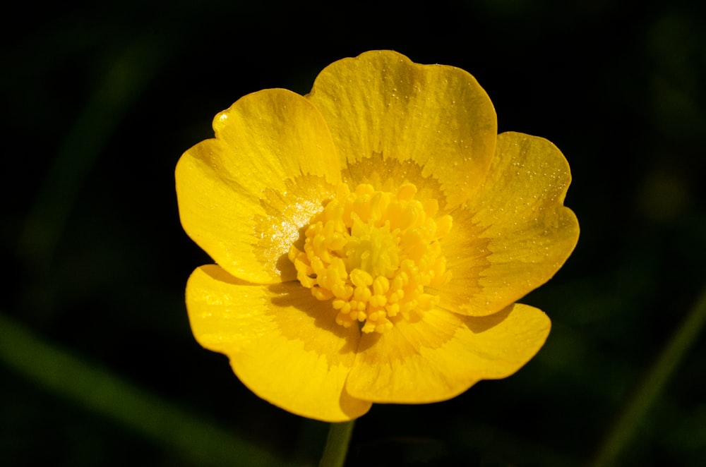 yellow flower in tilt shift lens