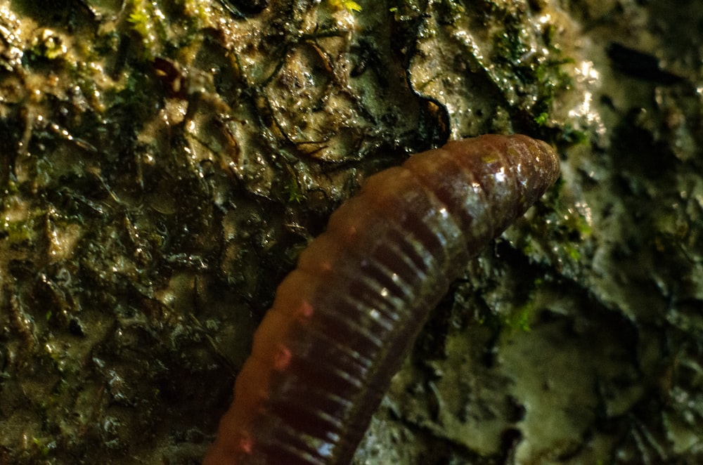 Oruga marrón y blanca sobre musgo verde