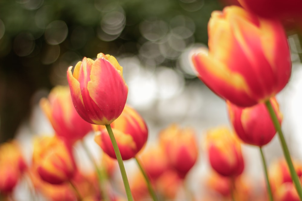 gelbe und rote Tulpen blühen tagsüber