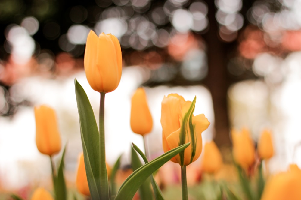 yellow tulips in bloom during daytime