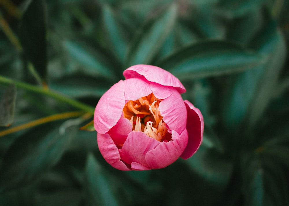 pink flower in tilt shift lens