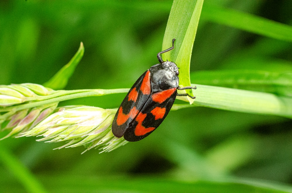 orange and black bug on green leaf