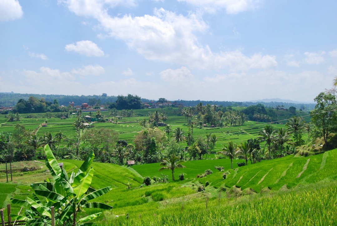 Plain photo spot Jatiluwih Badung