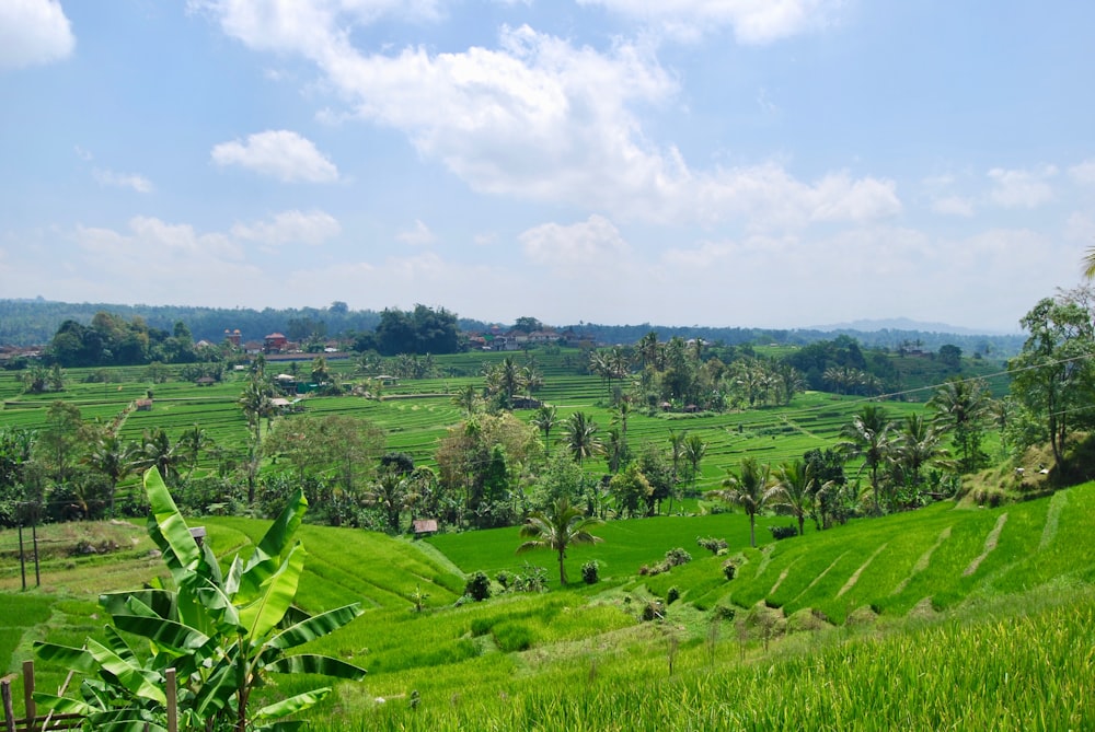 green grass field under blue sky during daytime