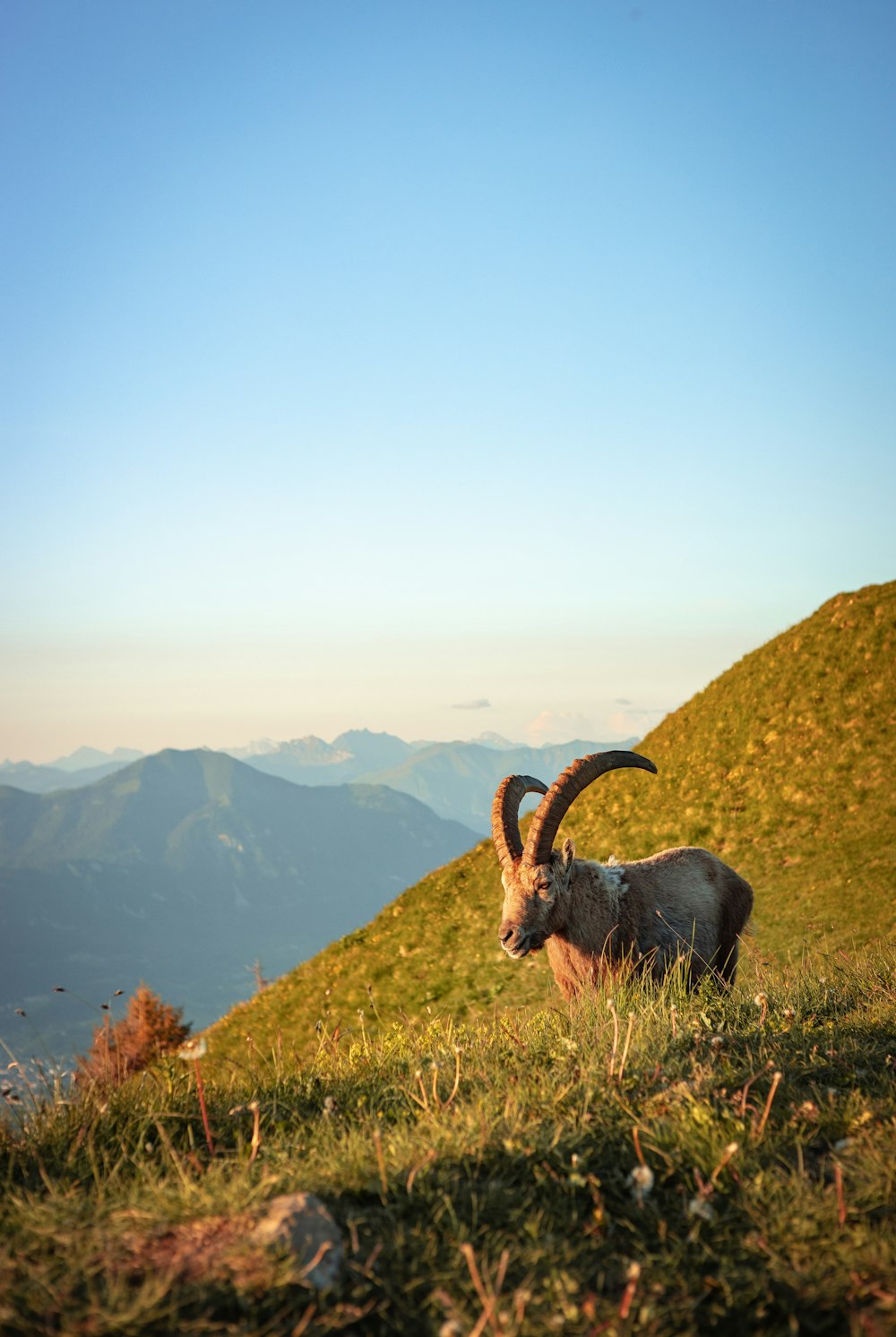 black and brown goat on green grass field during daytime