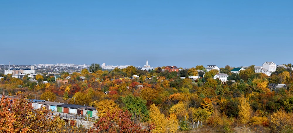 green and brown trees under blue sky during daytime