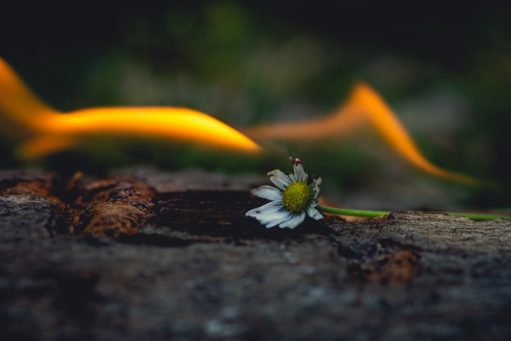 white and yellow flower on brown soil