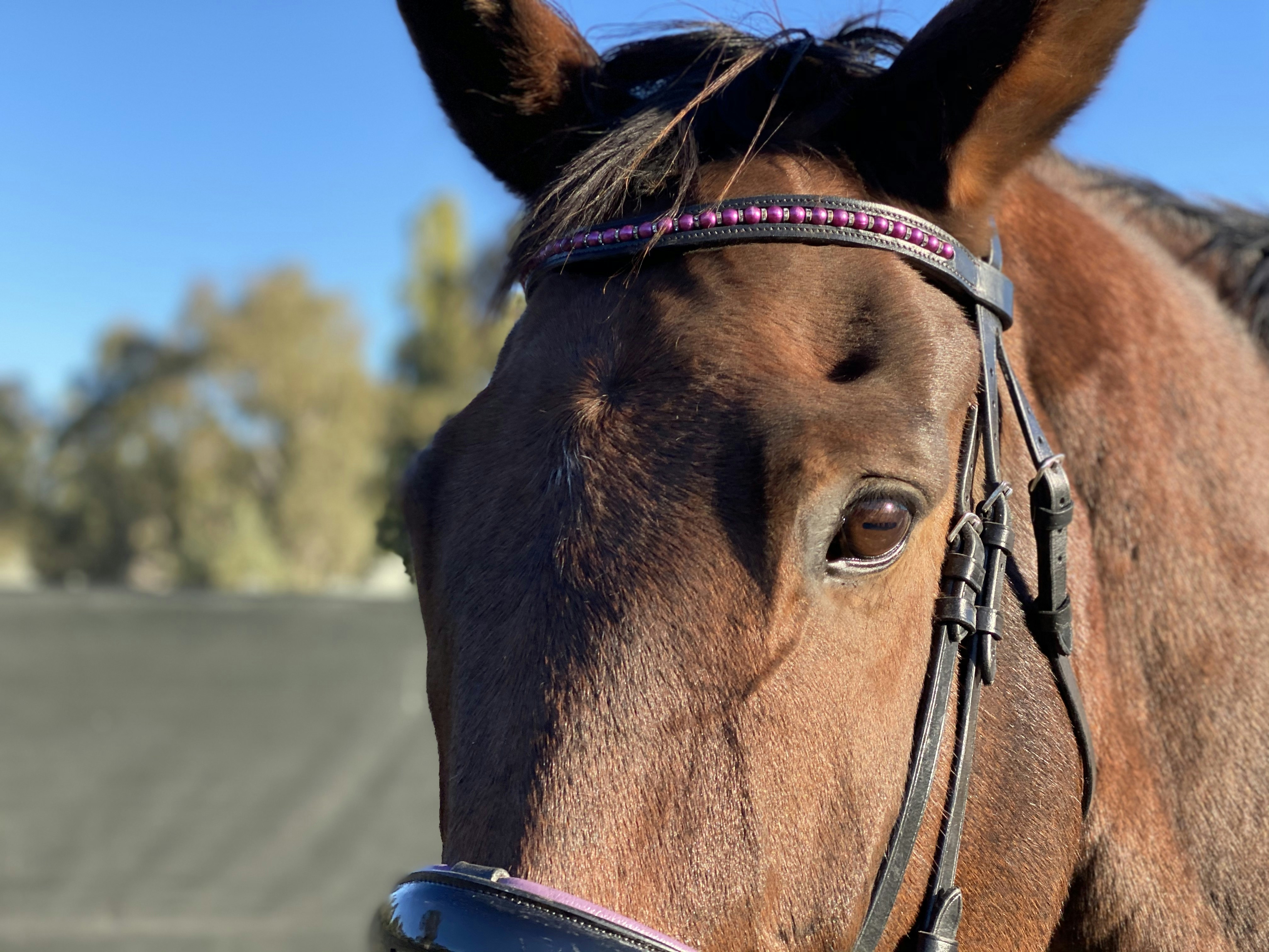 Photo by jewelequestrian