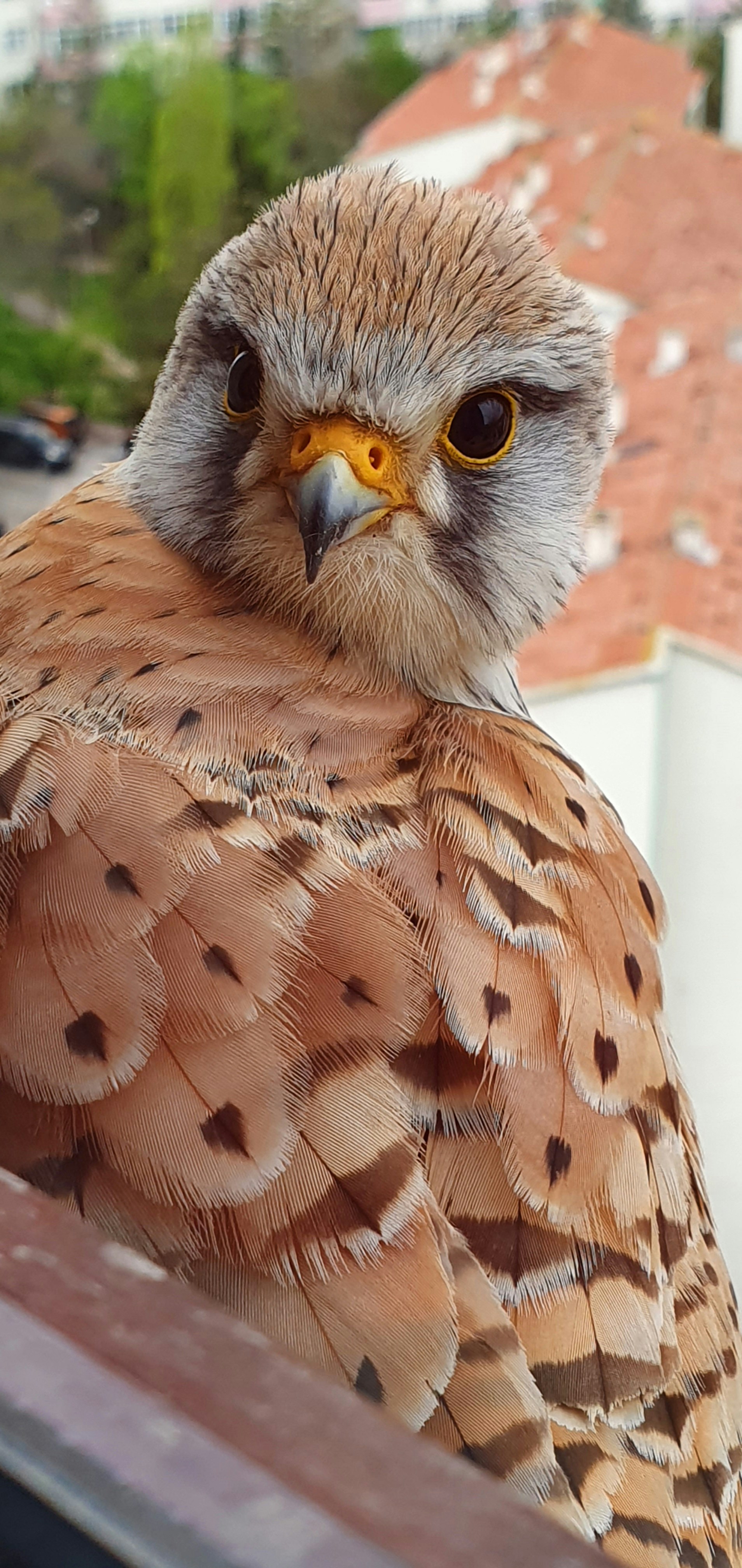 brown and white bird in close up photography