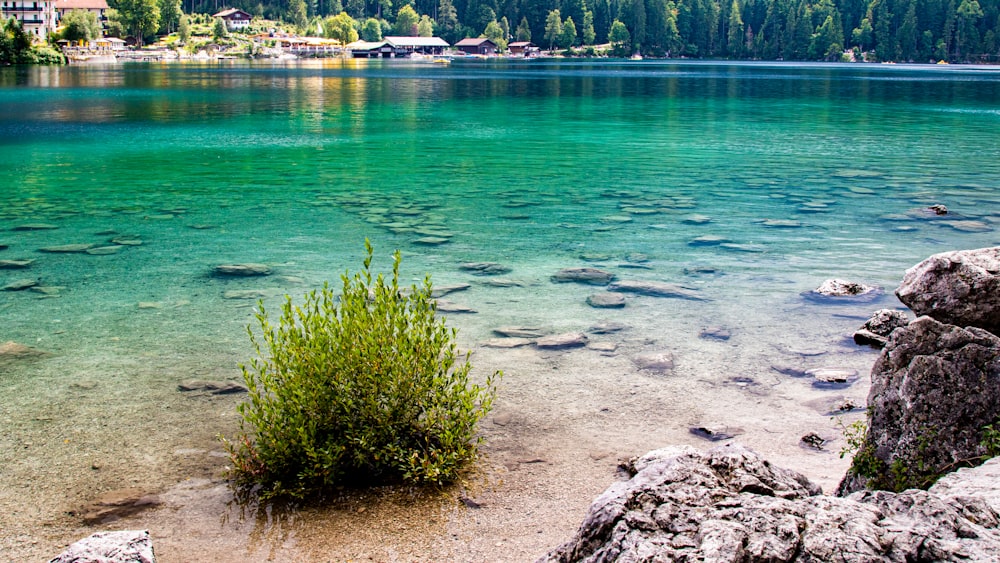 green grass on gray rock near body of water during daytime